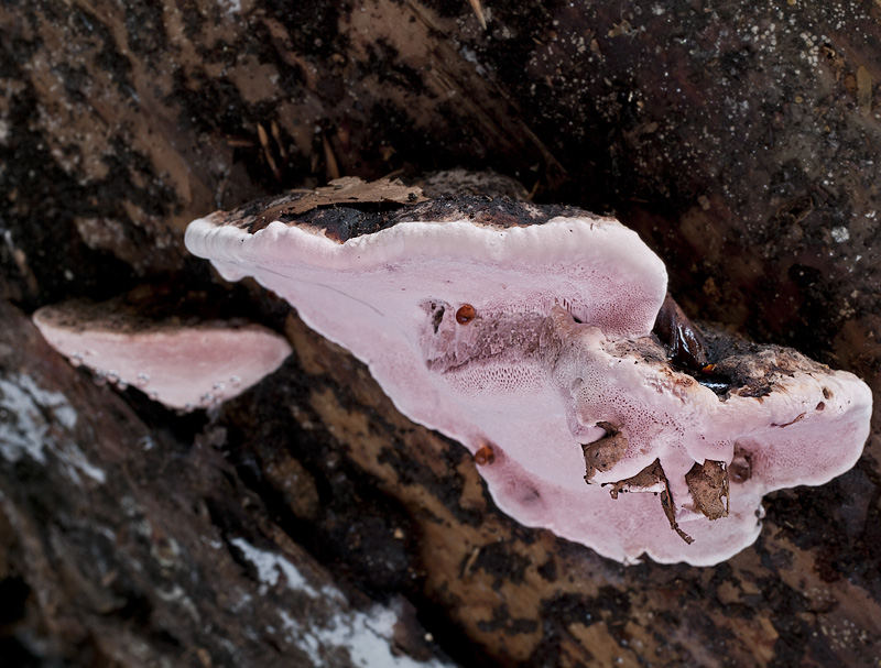 Fomitopsis rosea